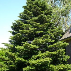 Abies koreana C3 25-30 cm